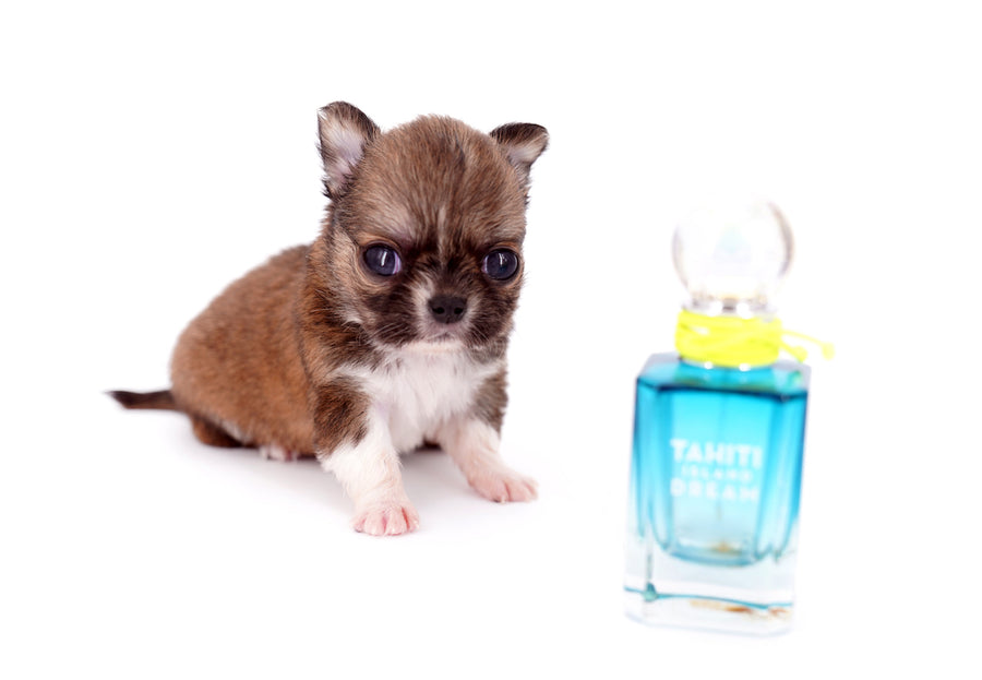 Miny is a micro teacup LC Sable Boy
