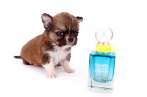 Miny is a micro teacup LC Sable Boy