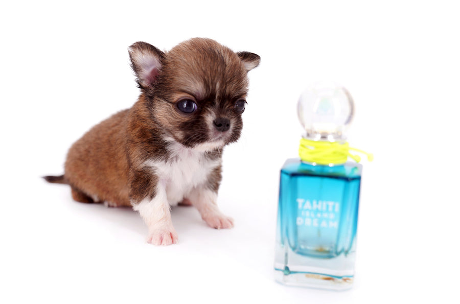 Miny is a micro teacup LC Sable Boy