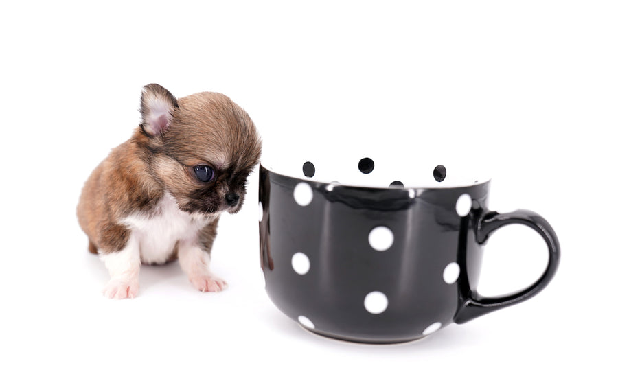 Miny is a micro teacup LC Sable Boy