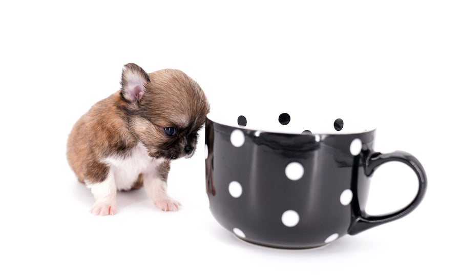 Miny is a micro teacup LC Sable Boy
