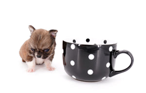 Miny is a micro teacup LC Sable Boy