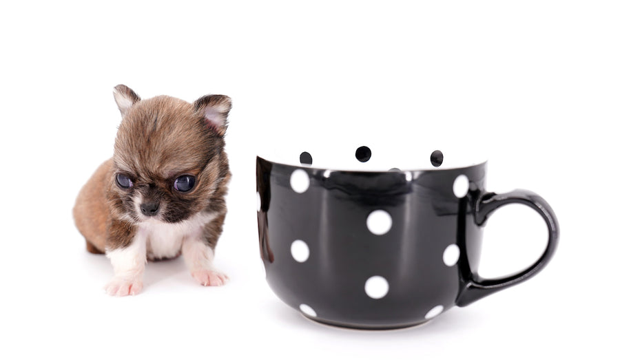Miny is a micro teacup LC Sable Boy
