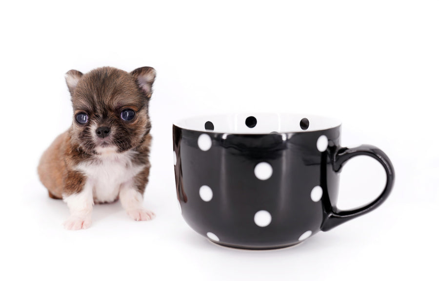 Miny is a micro teacup LC Sable Boy