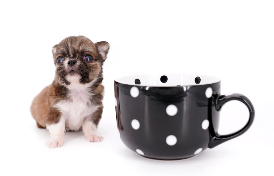 Miny is a micro teacup LC Sable Boy