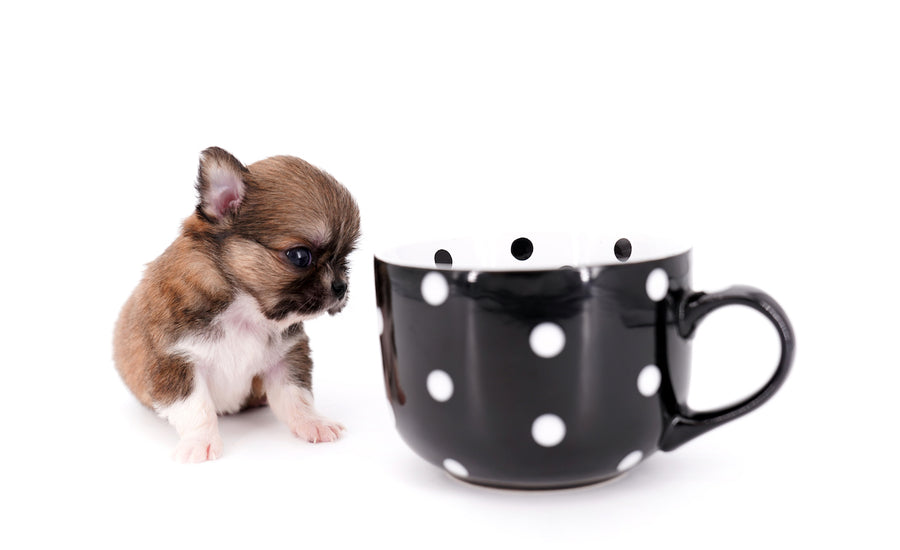 Miny is a micro teacup LC Sable Boy