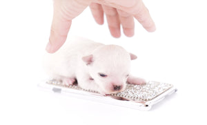 Suri Micro Teacup LC White Boy