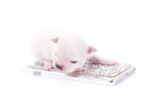 Suri Micro Teacup LC White Boy