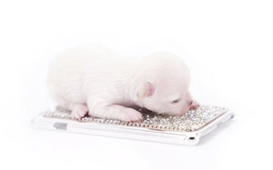 Suri Micro Teacup LC White Boy