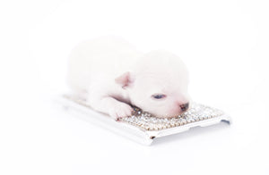 Suri Micro Teacup LC White Boy