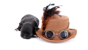 Konay LC Teacup Extreme short muzzle