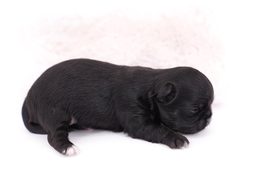 Konay LC Teacup Extreme short muzzle