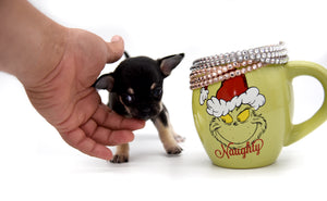 Adonis Tricolor Sc Boy