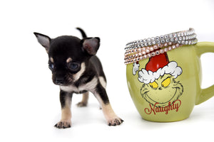 Adonis Tricolor Sc Boy