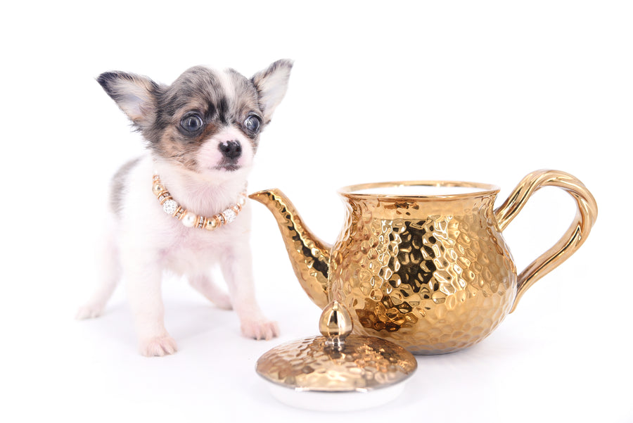 Marlon Micro Blue Merle Boy
