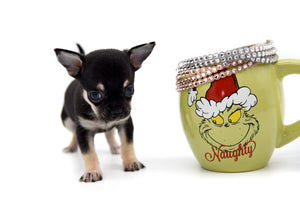 Adonis Tricolor Sc Boy