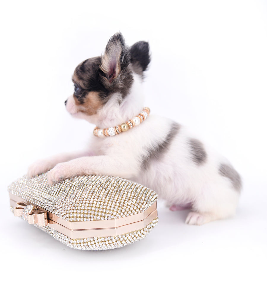 Marlon Micro Blue Merle Boy