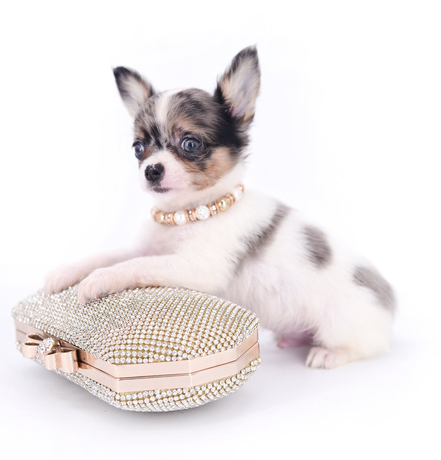 Marlon Micro Blue Merle Boy