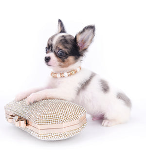 Marlon Micro Blue Merle Boy