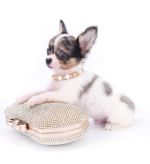 Marlon Micro Blue Merle Boy