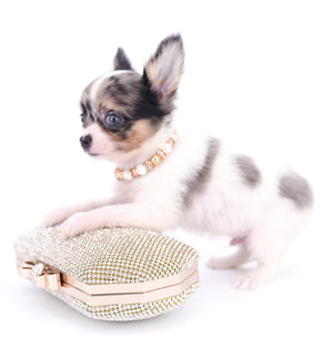 Marlon Micro Blue Merle Boy