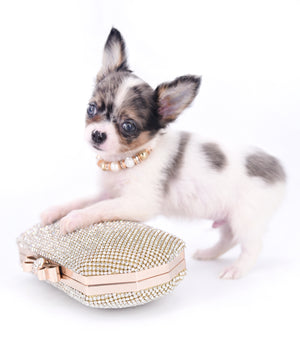 Marlon Micro Blue Merle Boy