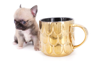 Milan West  Teacup SC Blue Fawn Boy