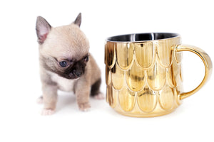 Milan West  Teacup SC Blue Fawn Boy