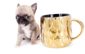 Milan West  Teacup SC Blue Fawn Boy