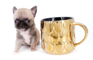 Milan West  Teacup SC Blue Fawn Boy