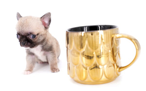 Milan West  Teacup SC Blue Fawn Boy