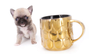 Milan West  Teacup SC Blue Fawn Boy