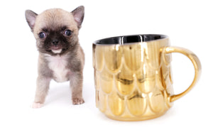 Milan West  Teacup SC Blue Fawn Boy