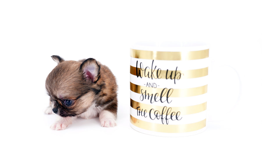 Miny is a micro teacup LC Sable Boy