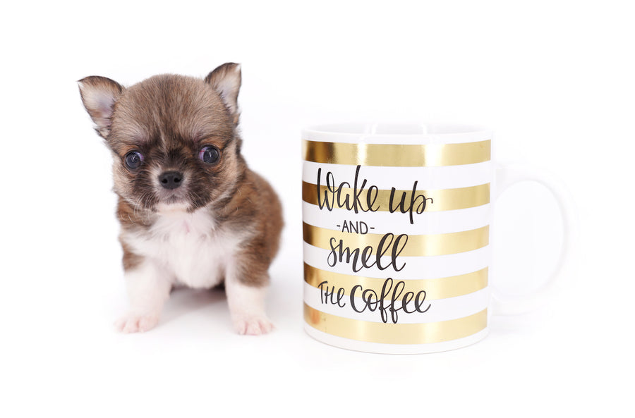 Miny is a micro teacup LC Sable Boy