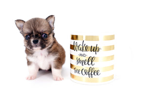 Miny is a micro teacup LC Sable Boy