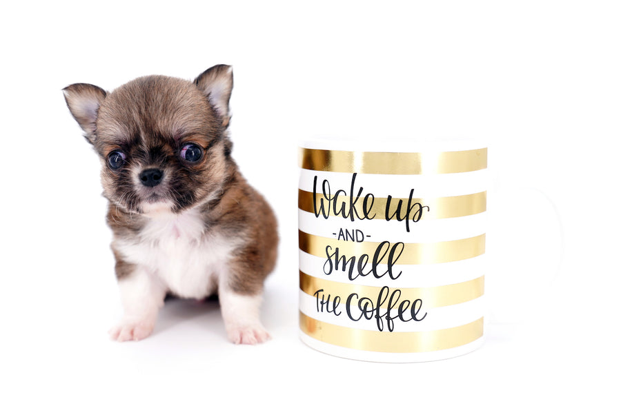 Miny is a micro teacup LC Sable Boy