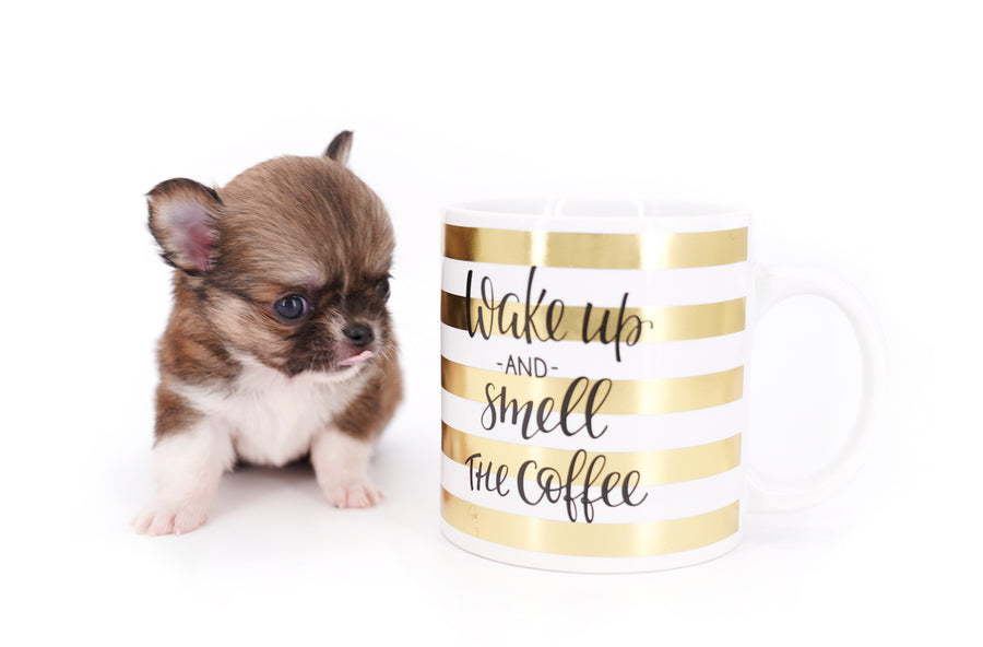 Miny is a micro teacup LC Sable Boy