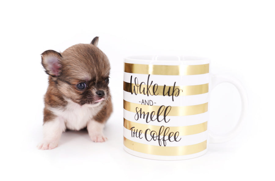 Miny is a micro teacup LC Sable Boy