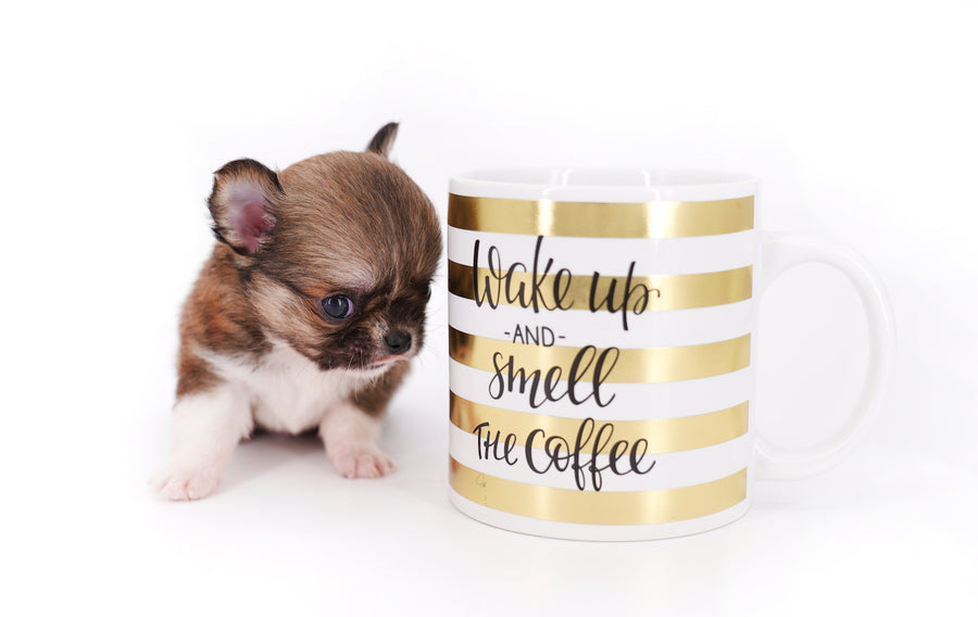 Miny is a micro teacup LC Sable Boy