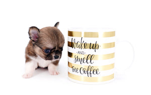 Miny is a micro teacup LC Sable Boy