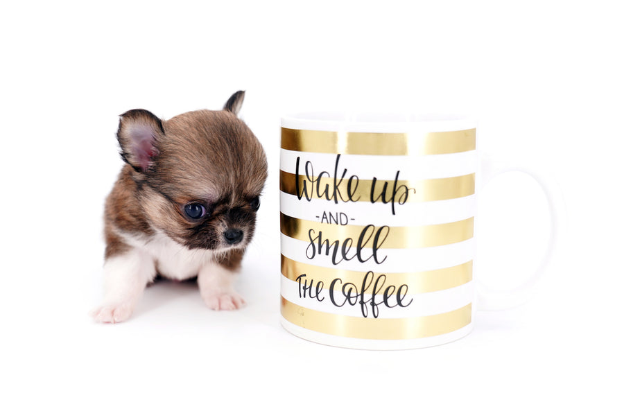 Miny is a micro teacup LC Sable Boy