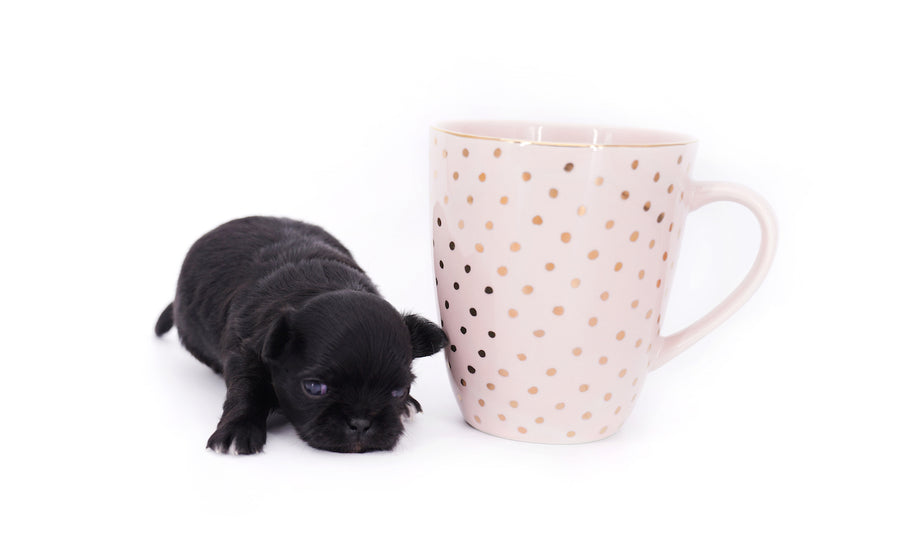 Konay LC Teacup Extreme short muzzle