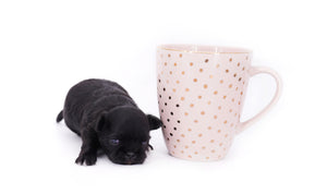 Konay LC Teacup Extreme short muzzle