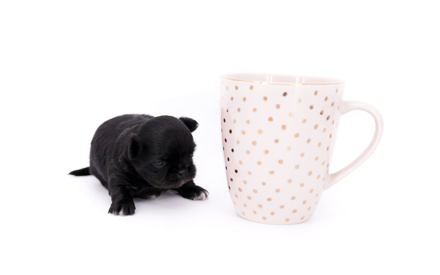 Konay LC Teacup Extreme short muzzle