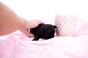 Konay LC Teacup Extreme short muzzle