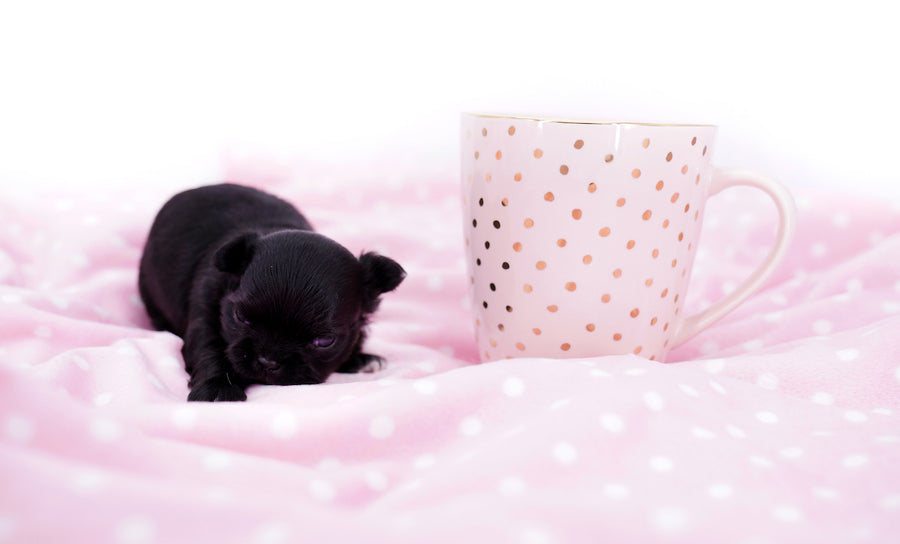 Konay LC Teacup Extreme short muzzle