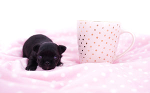 Konay LC Teacup Extreme short muzzle