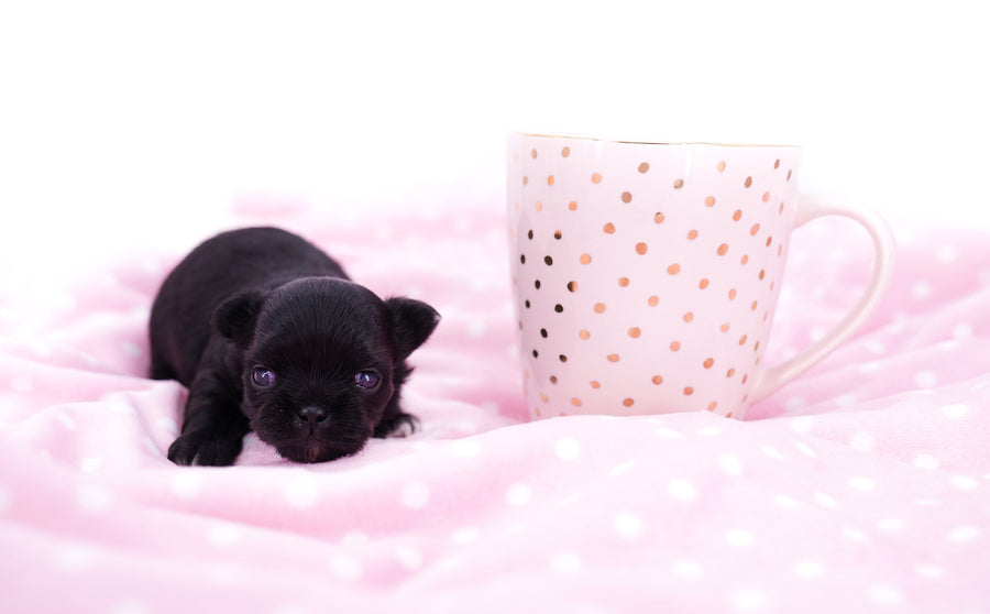 Konay LC Teacup Extreme short muzzle