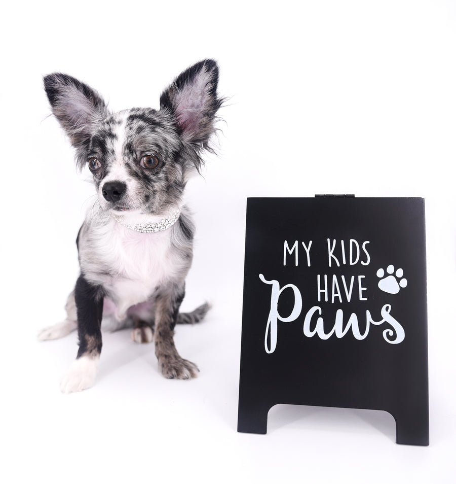 Marly Blue Merle LC Teacup Boy